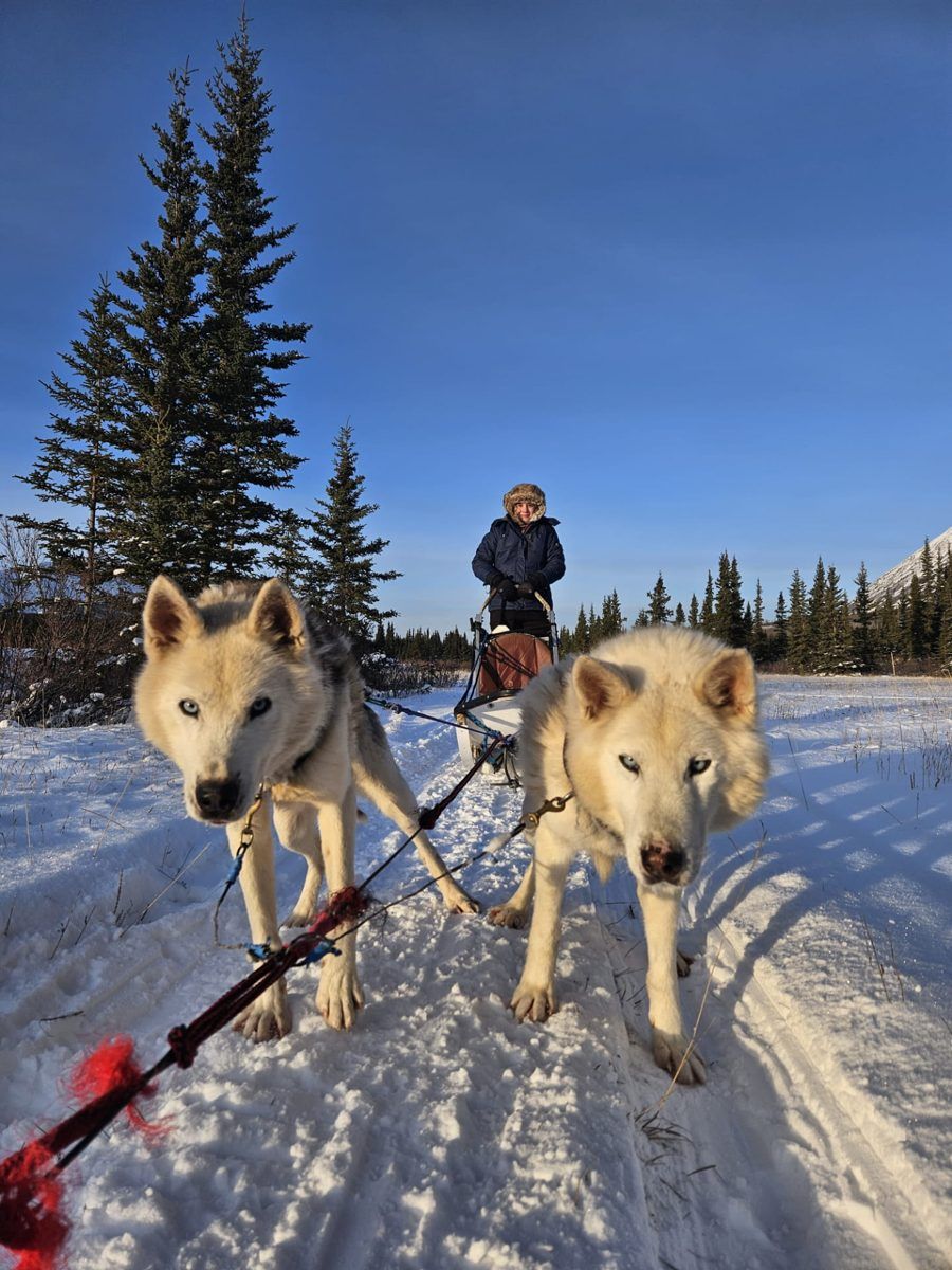 Les chiens de tête vus depuis le traîneau