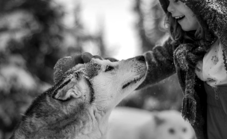 A child petting a husky in the snow