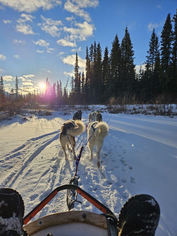 Vue depuis le traîneau : les huskies face au soleil d'hiver