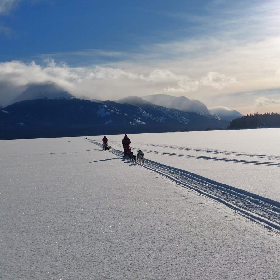 Attelages sur un lac gelé scintillant au Yukon