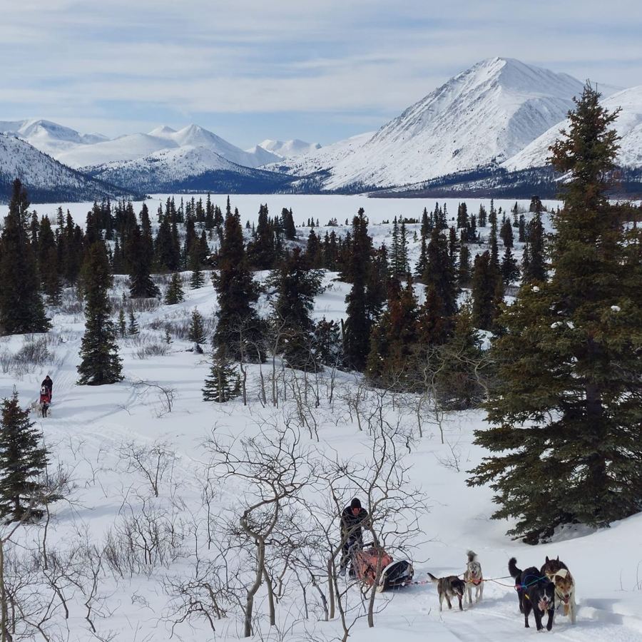 Attelages sur une piste en forêt, face aux montagnes enneigées du Yukon