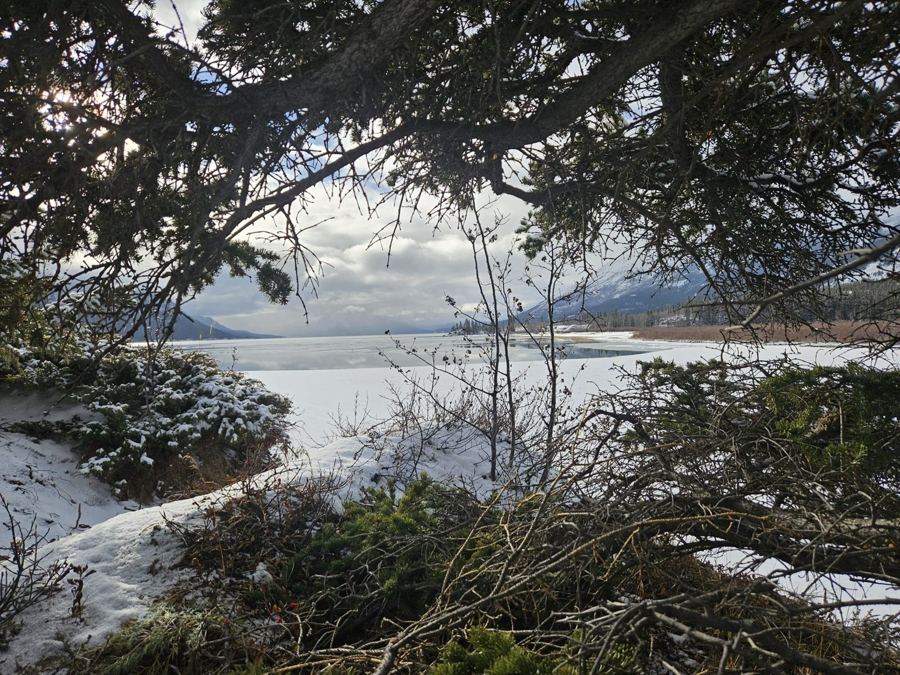 Le lac gelé vu à travers les branches, près de Carcross