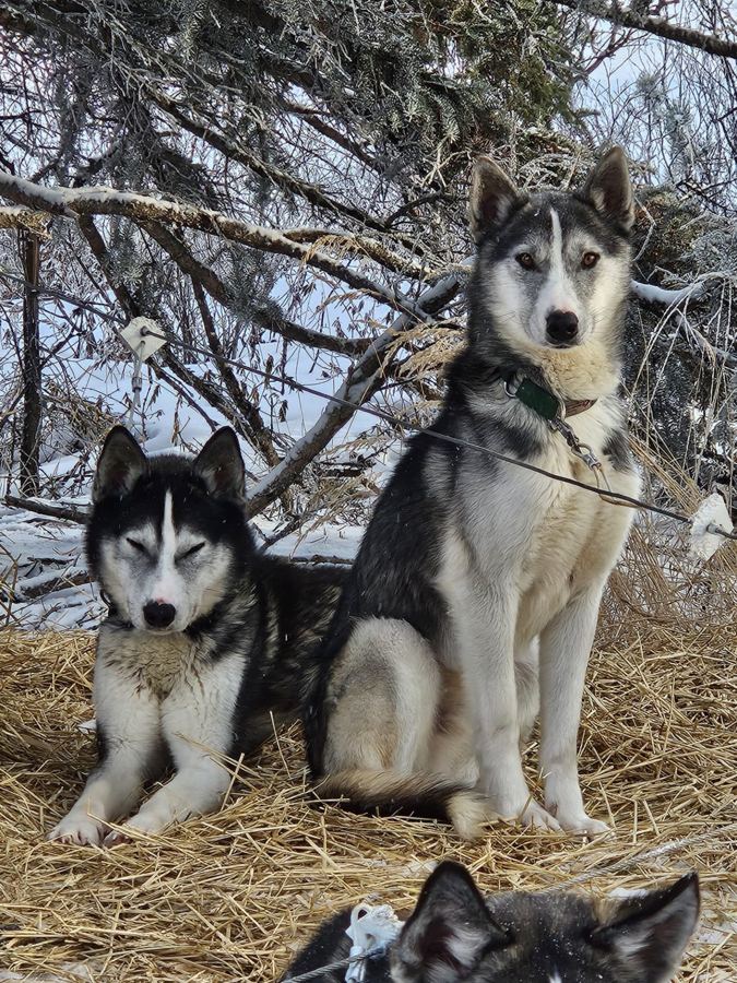 Deux huskies au repos sur la paille