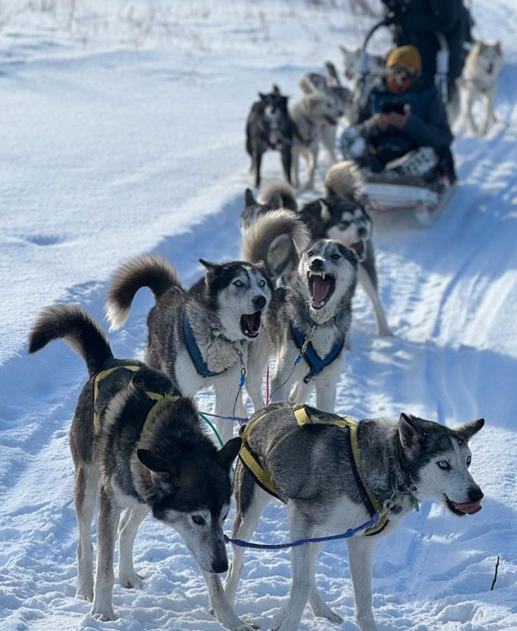 Huskies qui aboient d'impatience avant le départ