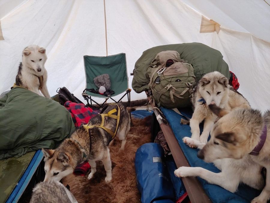 Les huskies en visite dans la tente du camp d'hiver