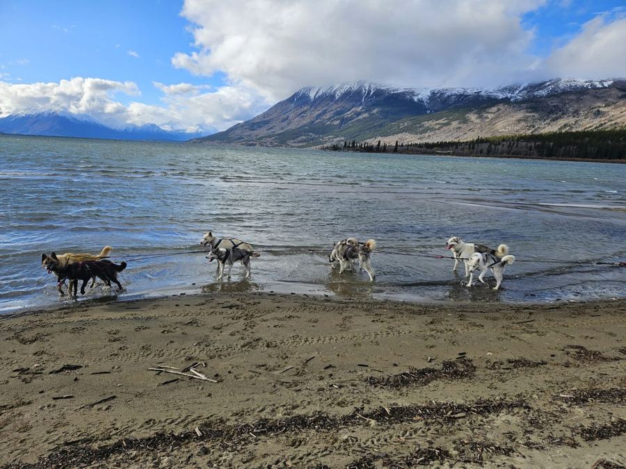 Les huskies s'amusent au bord du lac, près de Carcross