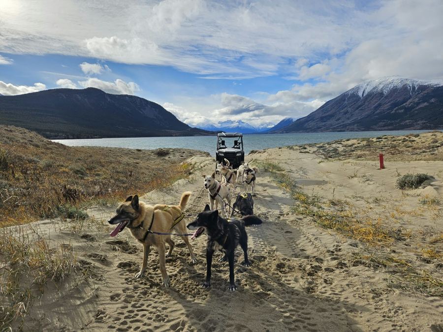 Attelage de huskies et buggy d'entraînement sur une piste de sable, face au lac et aux montagnes du Yukon