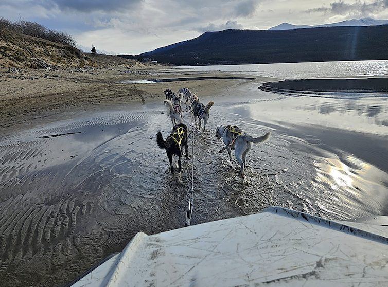 Vue depuis le buggy : les huskies dans les hauts-fonds du lac