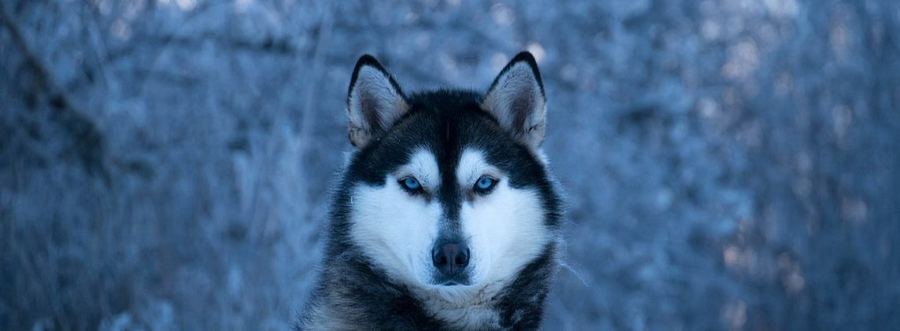 Tornak, l’un des huskies de Boreal Kennels, dans une forêt givrée