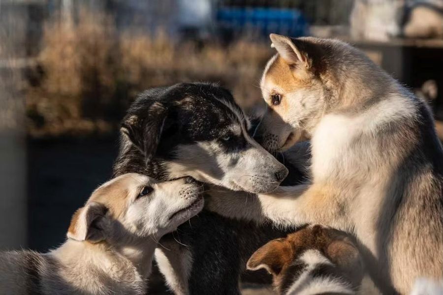 Chiots huskies qui jouent au chenil Boreal Kennels
