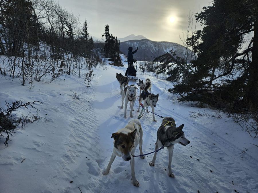 Attelage sur une piste en forêt sous un soleil d'hiver voilé