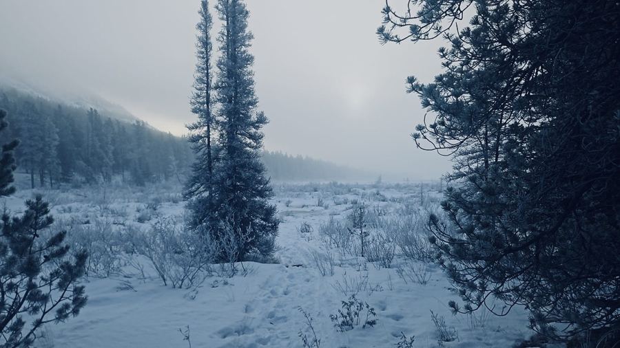 Forêt givrée dans la brume d'une vallée du Yukon