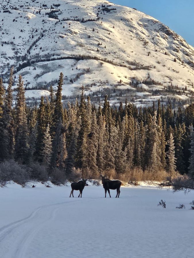 Deux orignaux sur un lac gelé