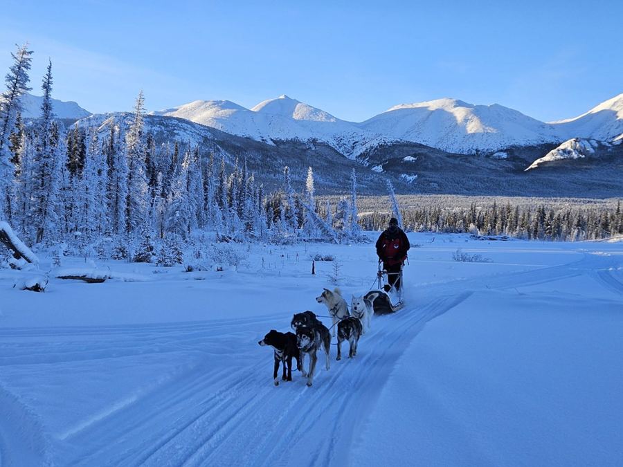 Un musher et son attelage dans une vallée d'épinettes givrées