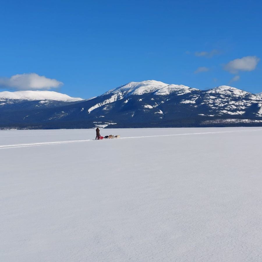 Un musher et son attelage sur un immense lac gelé, sous le ciel bleu