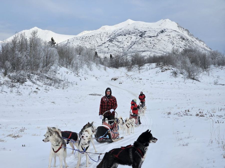 Attelages alignés sur la piste, sous les sommets enneigés