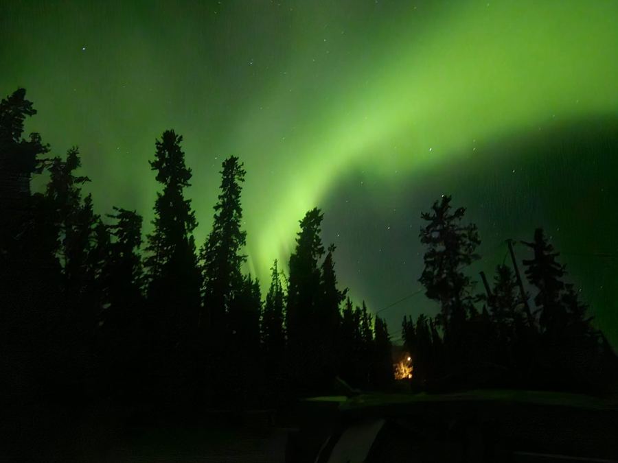 Aurores boréales vertes au-dessus des épinettes, Yukon
