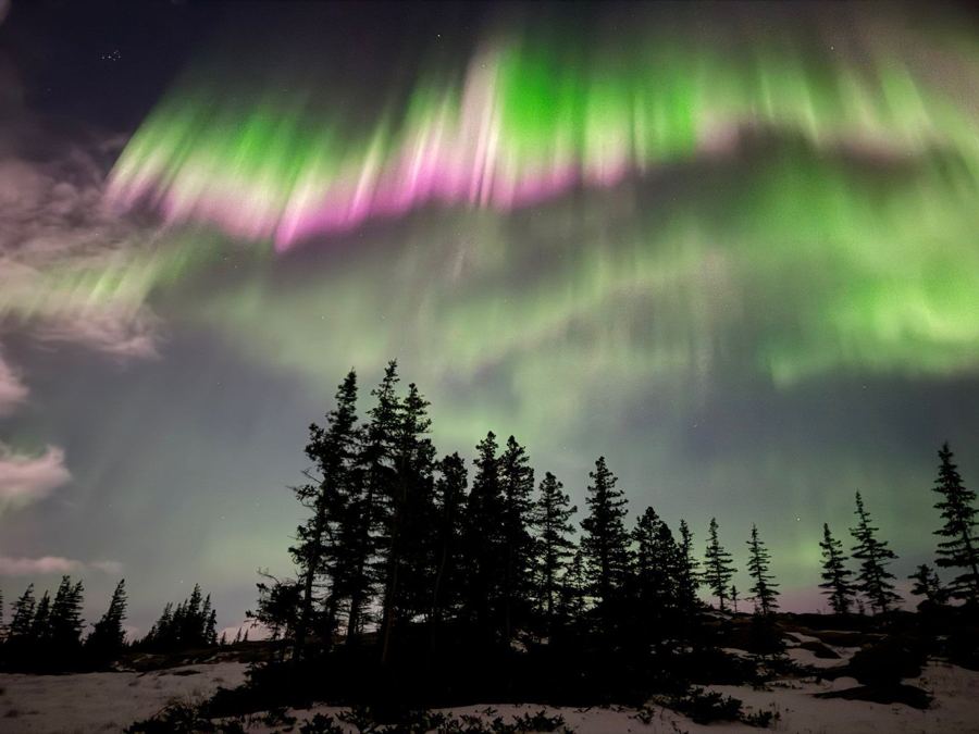 Aurores boréales vertes au-dessus de la forêt