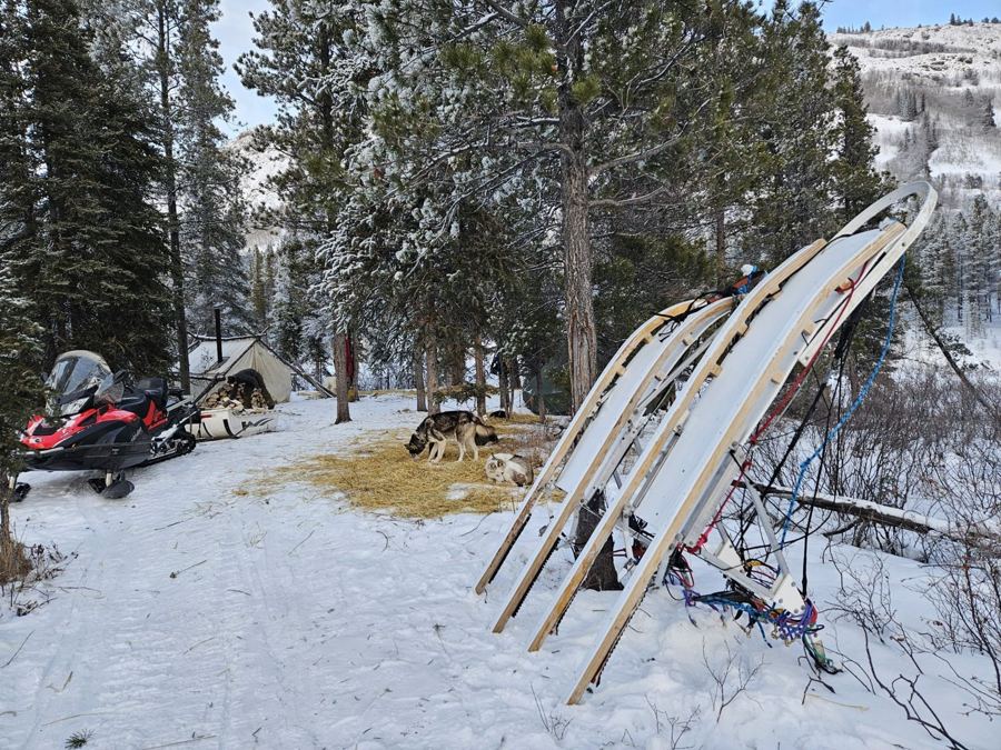 Camp d'expédition et traîneaux en forêt