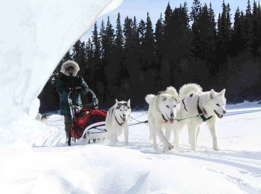 Musher et huskies blancs sur une piste en forêt