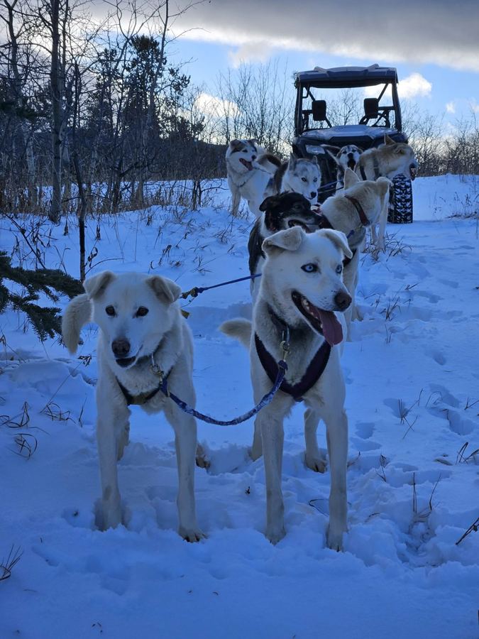 Huskies blancs attelés au buggy sur les premières neiges