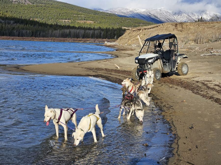 Huskies blancs qui boivent au lac pendant une sortie en buggy