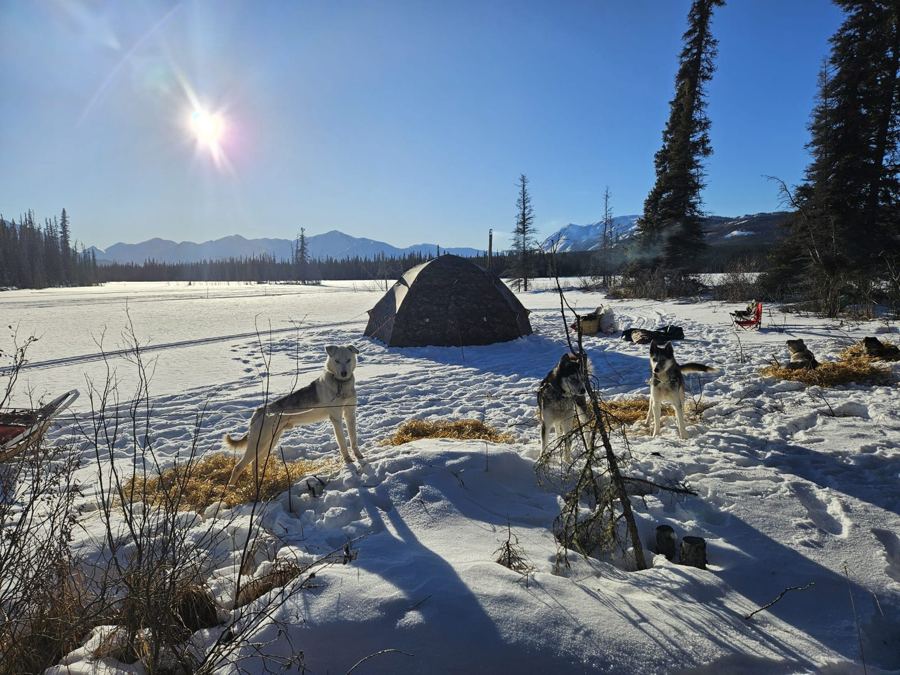 Huskies au repos sur la paille, au camp d'hiver ensoleillé