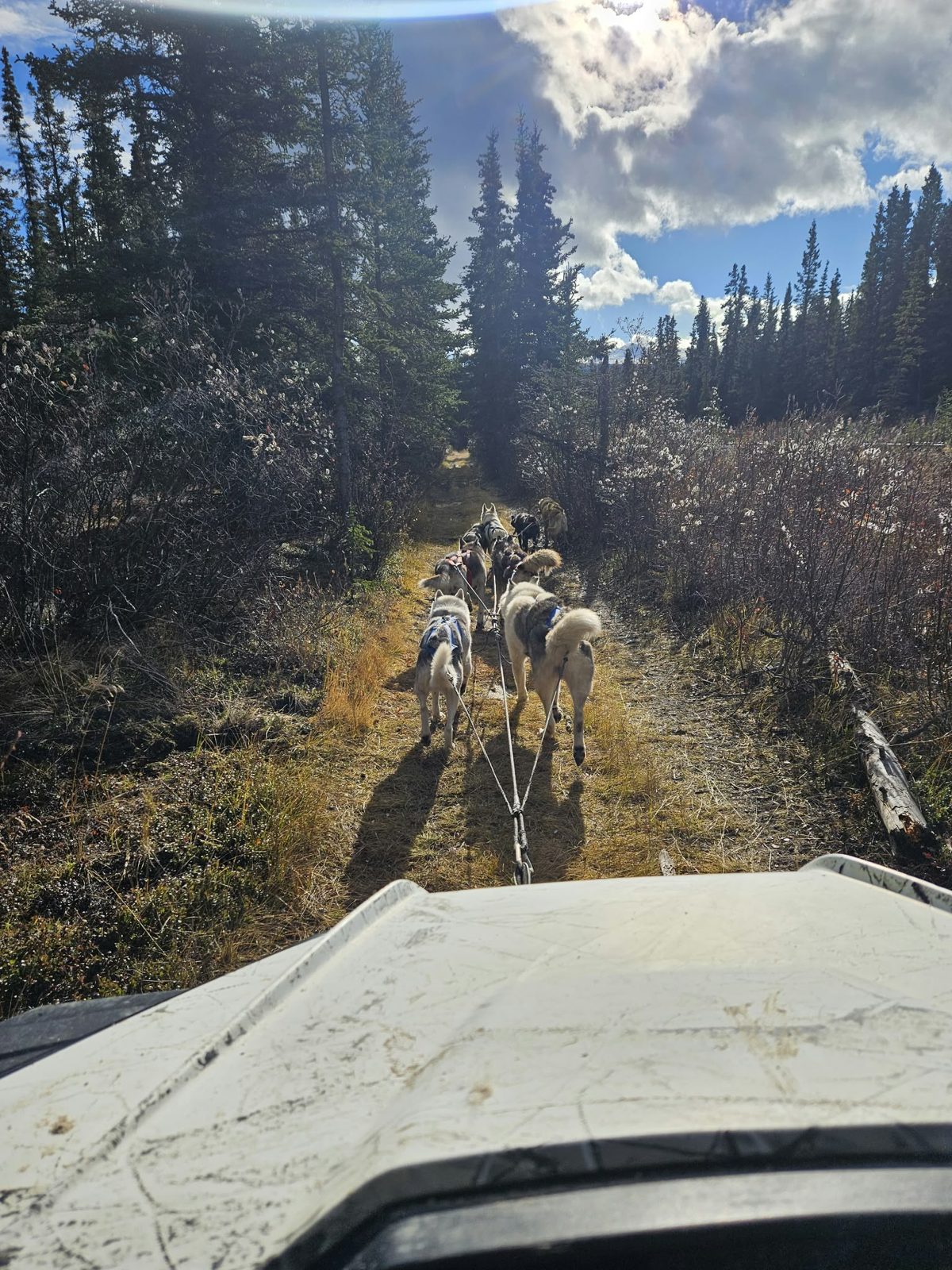 Vue depuis le buggy : les huskies sur une piste en forêt à l'automne, Yukon