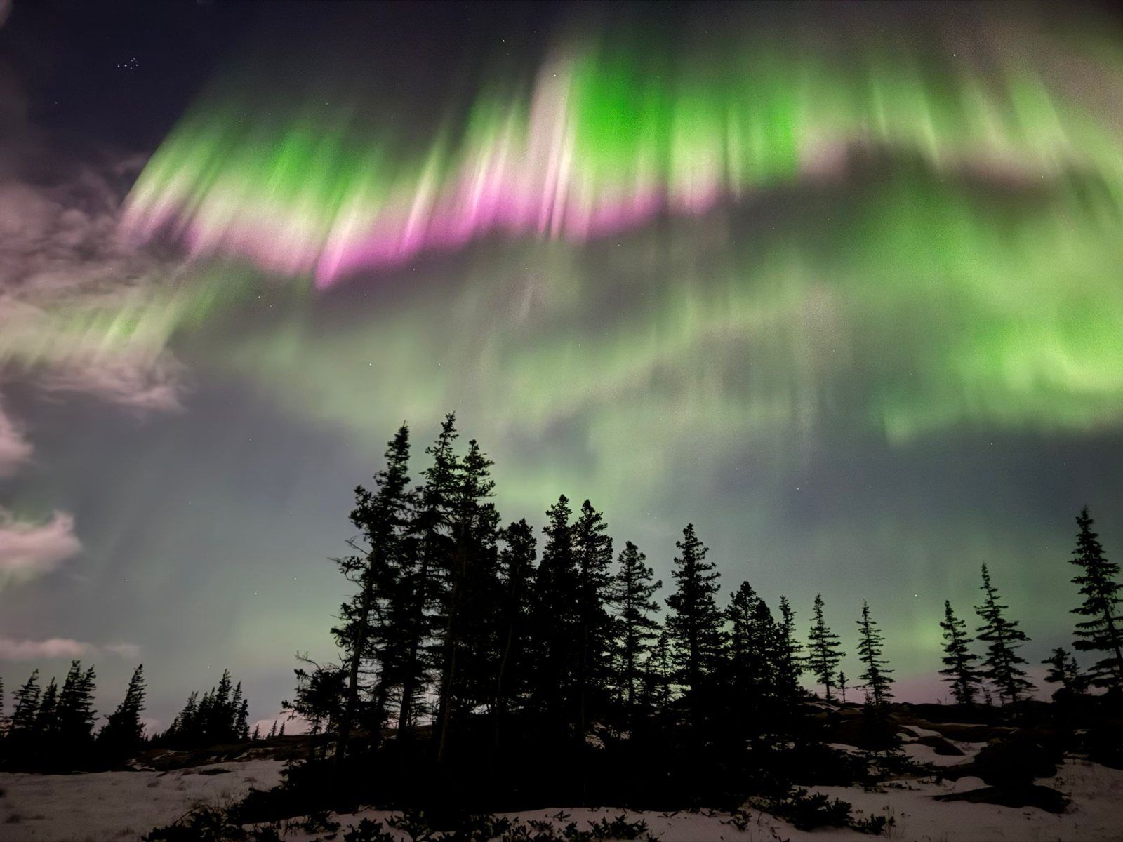 Green northern lights over the spruce forest