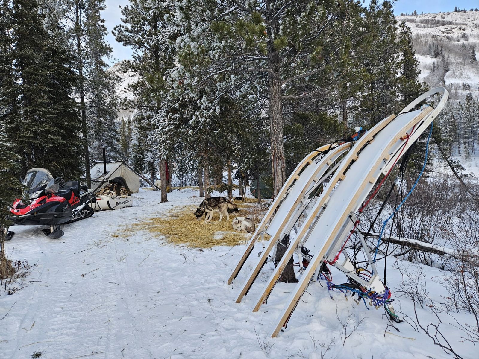 Expedition camp with sleds in the forest