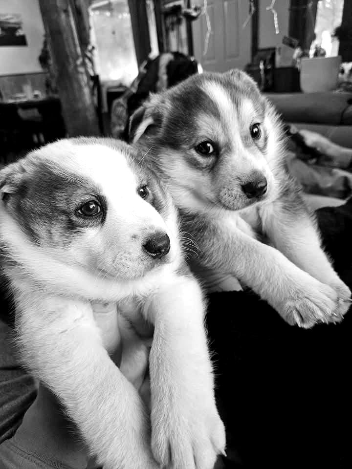 Chiots huskies nés au chenil