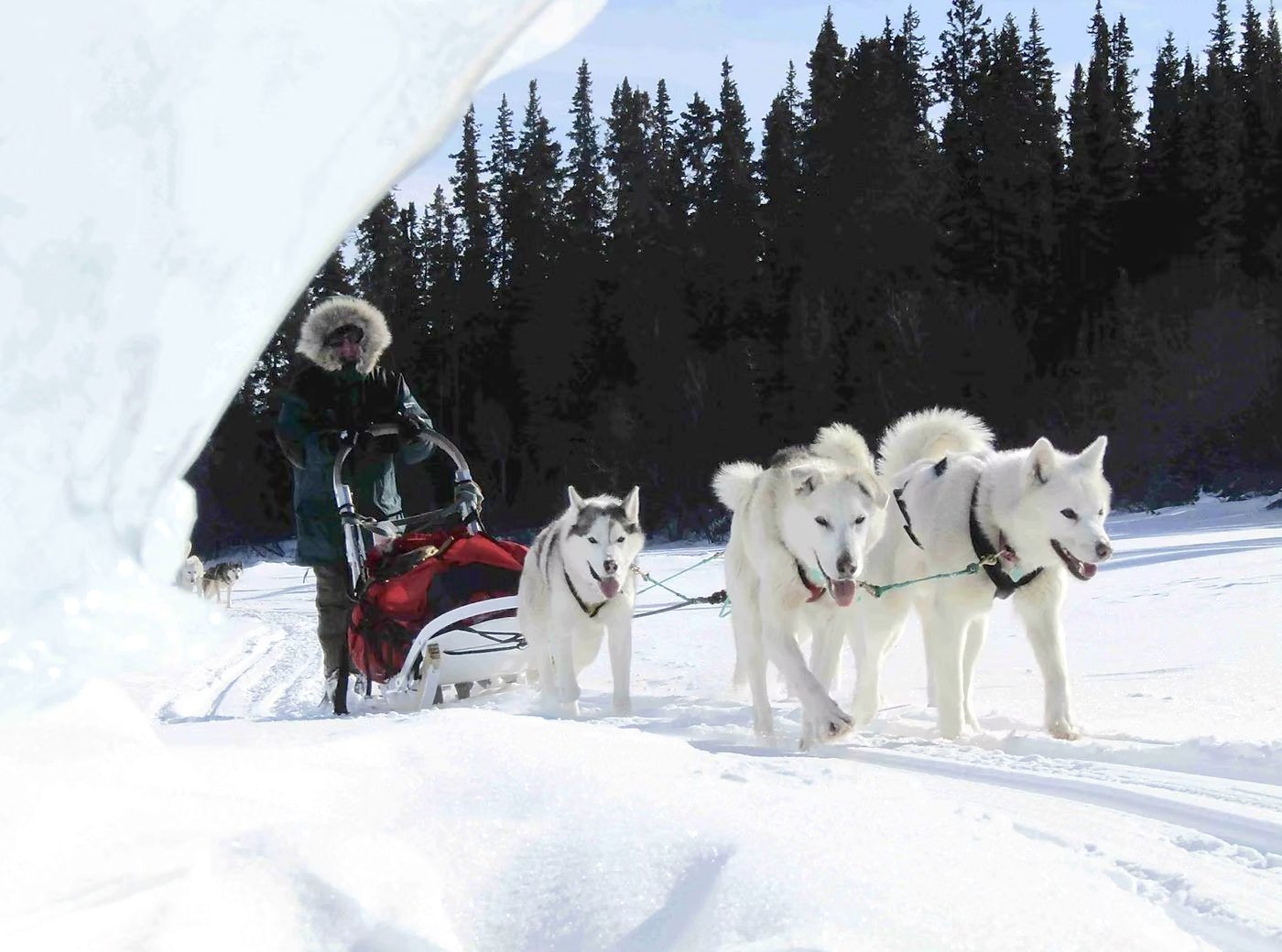 Musher et huskies blancs sur une piste en forêt