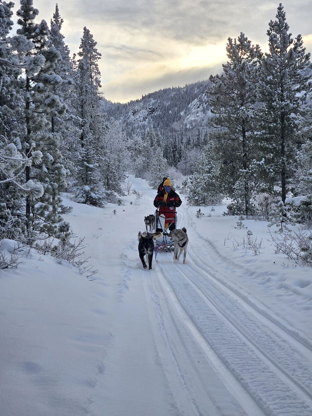 Musher and dog team in the forest